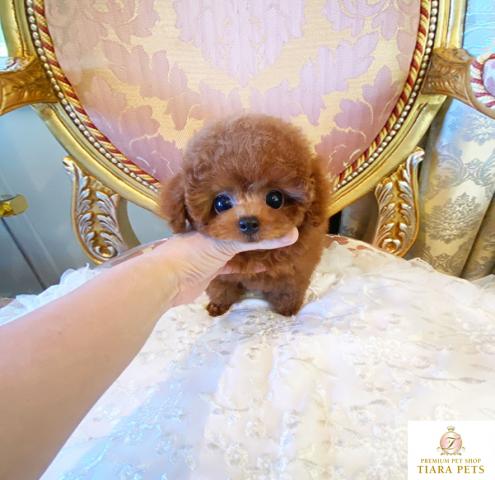 ★ティーカップサイズ♪レッドの男の子♪テディ君★