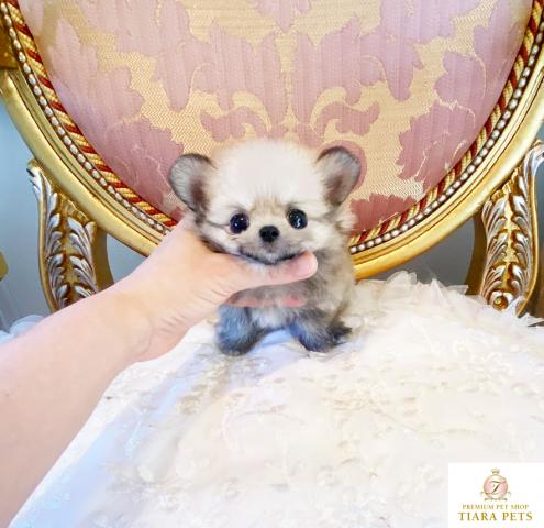 ★超超超超超スーパー極小サイズ！！アニメキャラクターの様な♪キューピー君★