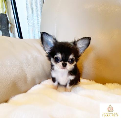 ★ロングコートチワワの男の子♪超超超スーパー極小サイズ！！オレオ君♪