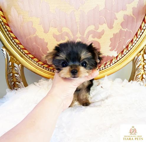 ★ヨークシャーテリアの女の子♪ スーパー極小サイズ！！よーちゃん♪