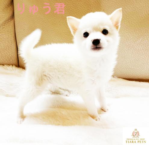 ★柴犬、スーパー極小サイズ！！可愛い男の子♪りゅう君♪
