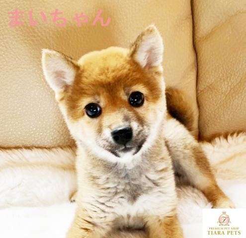 ★柴犬、スーパー極小サイズ！！可愛い女の子♪まいちゃん♪