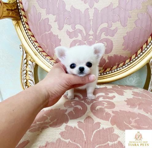 ★超超超超超スーパー極小サイズ♪ロングコートチワワの女の子♪フランちゃん★