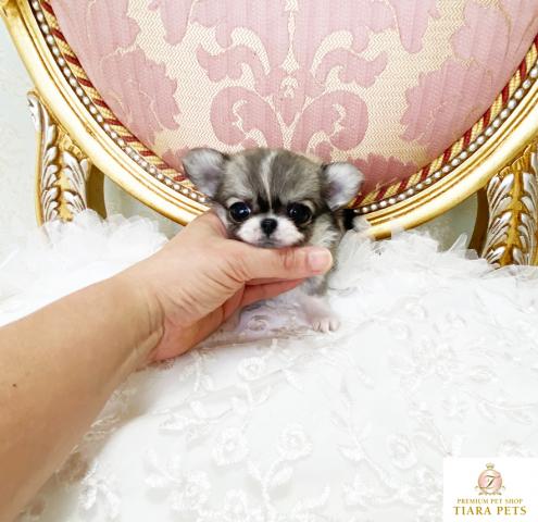 ロングコートチワワ　フォーン＆ホワイトの女の子♪