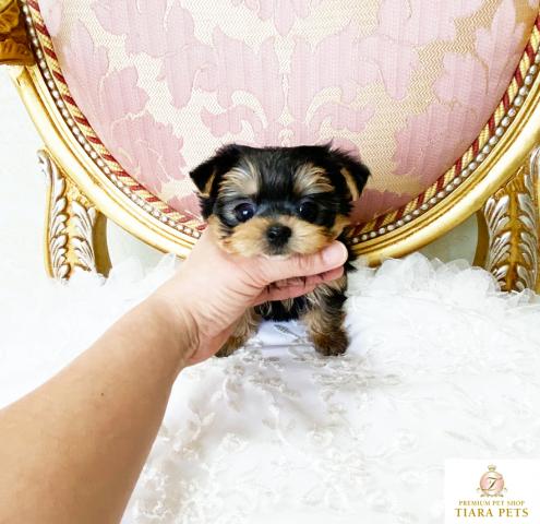 ★超超超極小サイズ！！ヨークシャーテリアの女の子♪あゆみちゃん★
