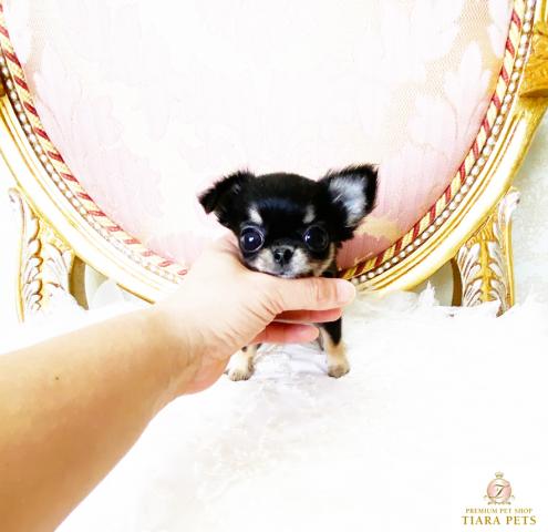 ★大きなお目目♪クリンクリン♪ロングコートチワワの女の子♪ティアラちゃん★