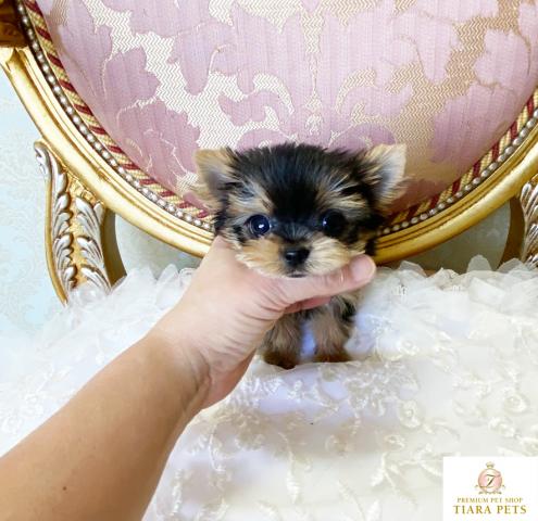 ★超×10！！スーパー極小サイズ♪ヨークシャーテリアの男の子♪うるる君★