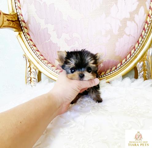 ★超×100！！スーパー極小サイズ！！ヨークシャーテリア女の子♪きららちゃん★