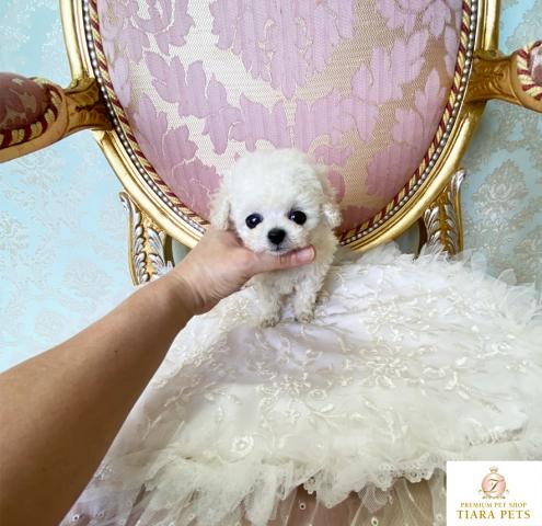 超×10！！スーパー極小サイズ！！トイプードルホワイトの女の子♪フランちゃん★