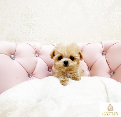 ★超×10！！スーパー極小サイズ！！ミックスの男の子♪ちるちる君★