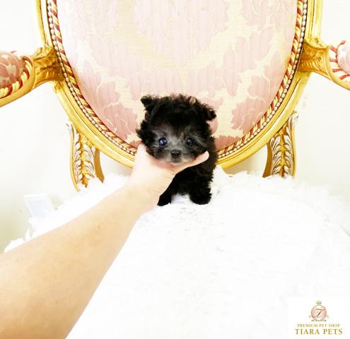 ★超×10♪スーパー極小サイズ♪トイプードルプラチナシルバー男の子♪ドルチェ君★