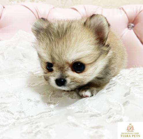 ★超×10！！スーパー極小サイズ♪ミックスの男の子♪ポポ君★