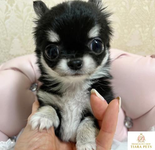 ★超×10！！スーパー極小サイズ♪ブラック＆クリームの男の子♪ひなた君★