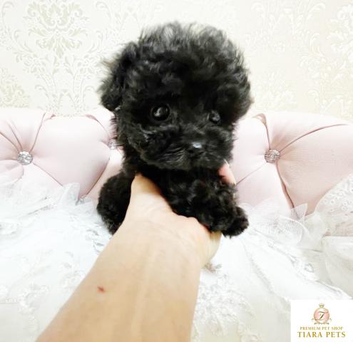 ★超×10スーパー極小サイズ！！トイプードルブラックの男の子♪ノエル君★