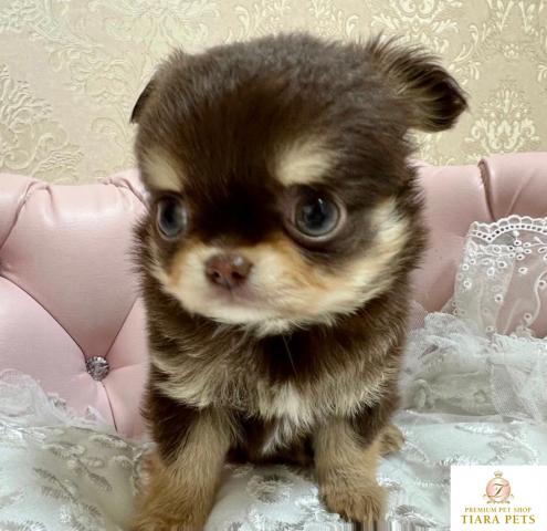 ★超×10！！スーパー極小サイズ♪ロングコートチワワの男の子♪コロン君♪