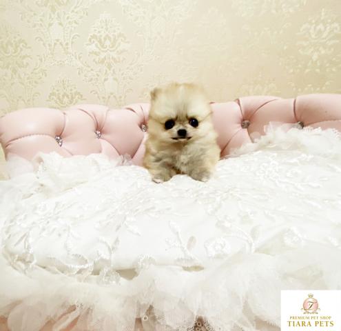 ★超×10！！スーパー極小サイズ♪ミックス犬の男の子♪マティス君★