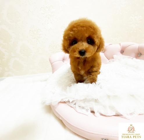 ★超超超超超！！スーパー極小サイズ♪トイプードルレッドの女の子♪ドルチェちゃん★