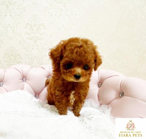 ★超×10！！スーパー極小サイズ♪レッドの男の子♪オペラ君♪