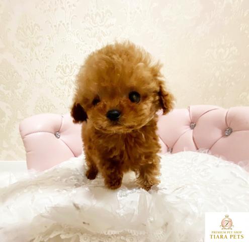 ★超×10！！スーパー極小サイズ！！トイプードルレッドの男の子♪すもも君★