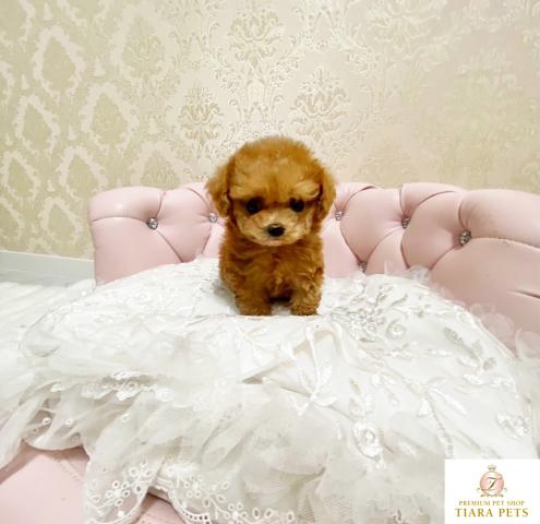 ★超×10！！スーパー極小サイズ♪トイプードルレッド女の子♪こうめちゃん♪