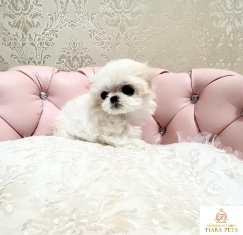 ★超×10！！スーパー極小サイズ♪マルチーズの女の子♪まるるんちゃん★