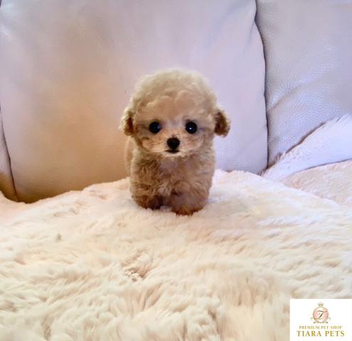 ★超×10！！スーパー極小サイズ♪トイプードルクリームの男の子♪めろん君★