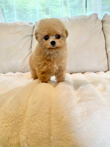 極小トイプードル　アプリコット オレンジフォーンの男の子