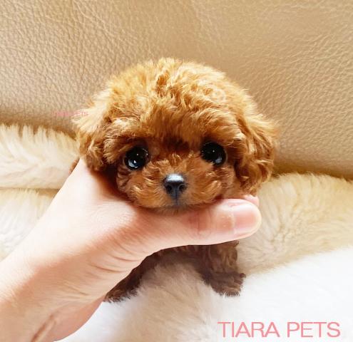 ★スーパープレミアムクラス♪女の子★ジュエルちゃん★