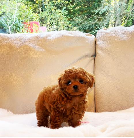 ★ローズちゃん★マイクロティーカップサイズ！！女の子★