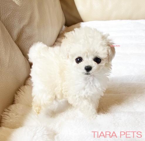 ★甘々系♪♪ホワイトの女の子♪