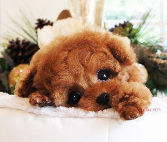 ★★スーパー極小サイズ★りのchan★★