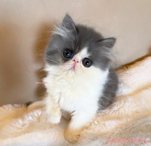 ブルー&タビーの男の子